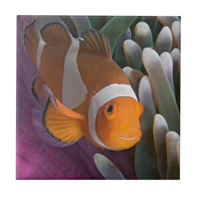 Western Clown Anemone Fish Fliese (Vorderseite)