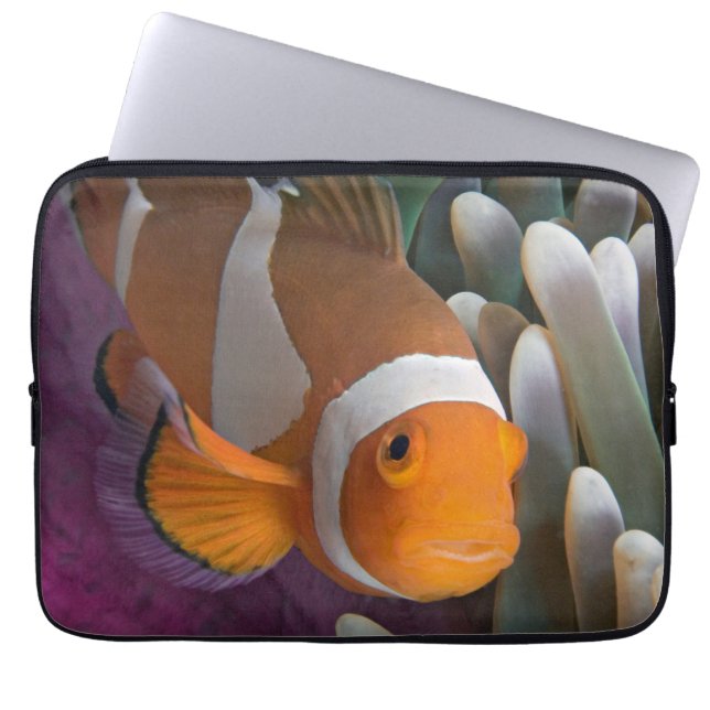 Western Clown Anemone Fish Laptopschutzhülle (Vorderseite)