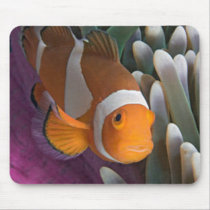 Western Clown Anemone Fish Mousepad