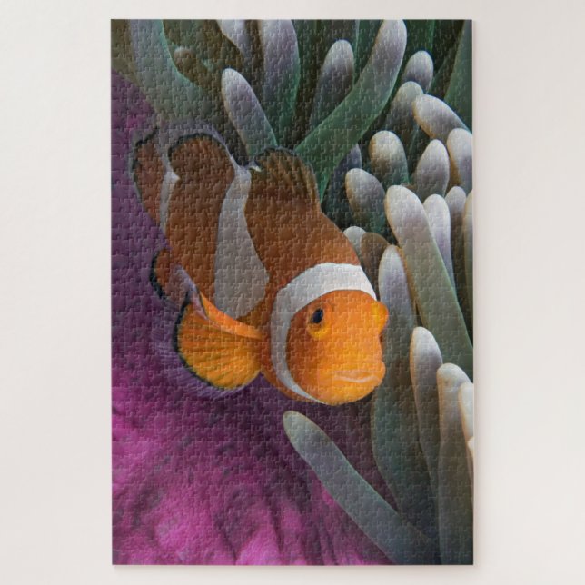 Western Clown Anemone Fish Puzzle (Vertikal)