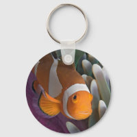 Western Clown Anemone Fish