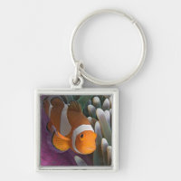 Western Clown Anemone Fish