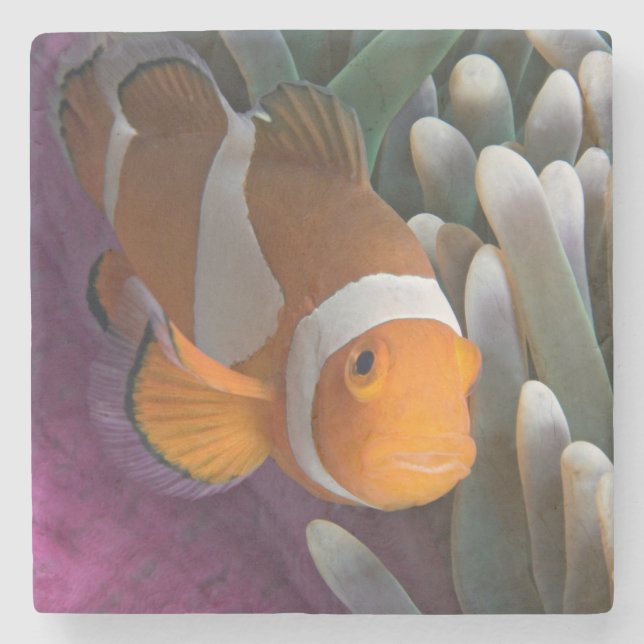 Western Clown Anemone Fish Steinuntersetzer (Vorderseite)