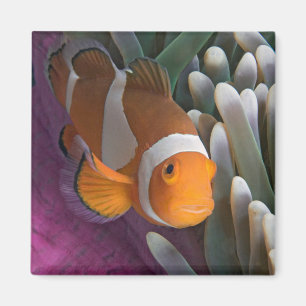 Western Clown-Anemonenfisch Magnet
