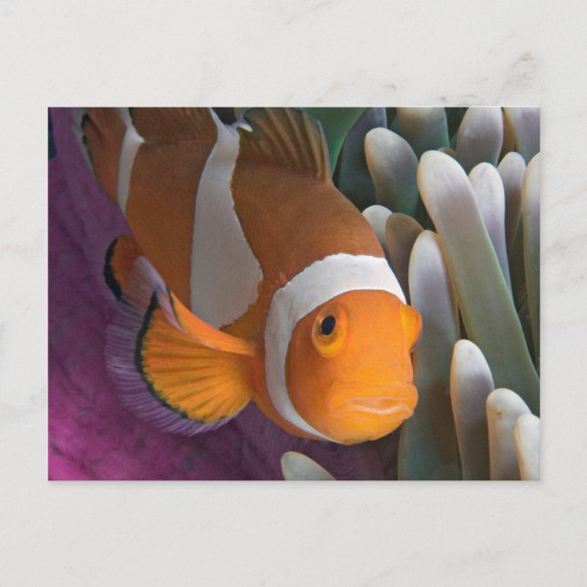 Western Clown-Anemonenfisch Postkarte (Vorderseite)