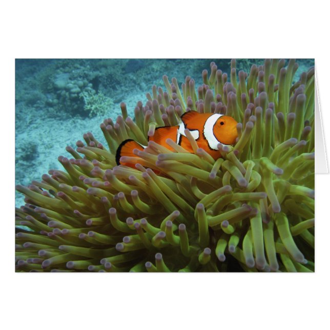 Western Clownfisch (Amphiprion ocellaris) (Vorderseite (Horizontal))