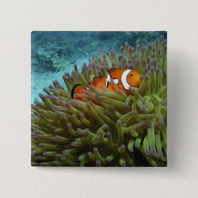 Western Clownfisch (Amphiprion ocellaris) Button (Vorderseite)