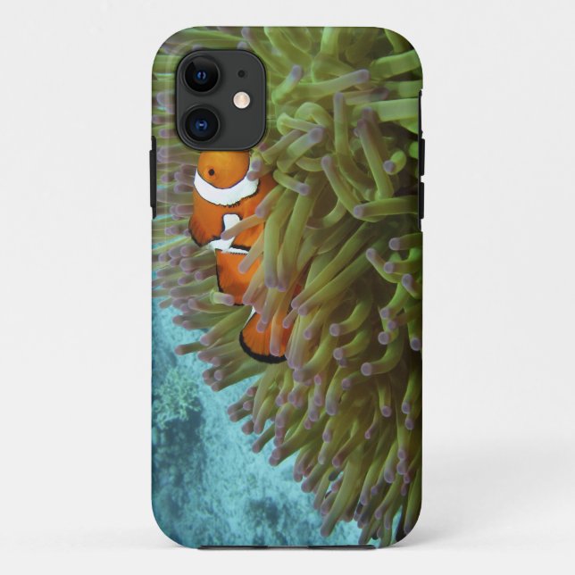 Western Clownfisch (Amphiprion ocellaris) Case-Mate iPhone Hülle (Rückseite)