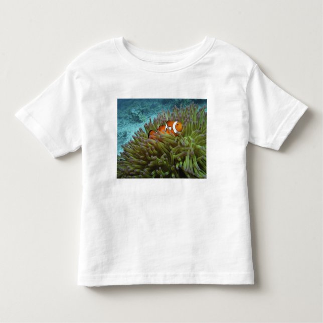 Western Clownfisch (Amphiprion ocellaris) Kleinkind T-shirt (Vorderseite)