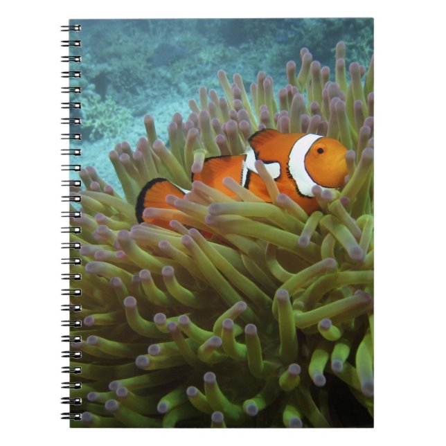 Western Clownfisch (Amphiprion ocellaris) Notizblock (Vorderseite)