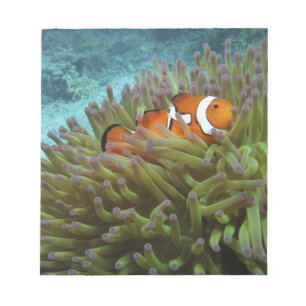 Western Clownfisch (Amphiprion ocellaris) Notizblock
