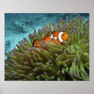 Western Clownfisch (Amphiprion ocellaris) Poster