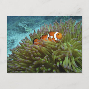 Western Clownfisch (Amphiprion ocellaris) Postkarte