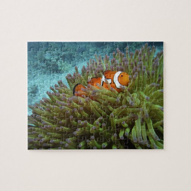 Western Clownfisch (Amphiprion ocellaris) Puzzle (Horizontal)