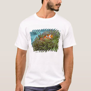 Western Clownfisch (Amphiprion ocellaris) T-Shirt