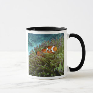 Western Clownfisch (Amphiprion ocellaris) Tasse