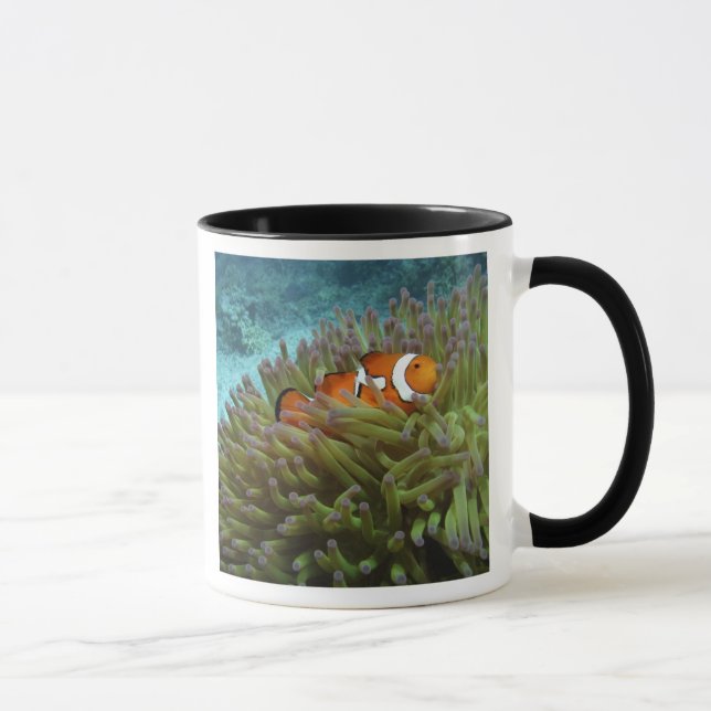 Western Clownfisch (Amphiprion ocellaris) Tasse (Rechts)