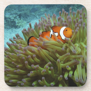 Western Clownfisch (Amphiprion ocellaris) Untersetzer