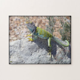Western Collared Lizard auf Rock Foto Puzzle