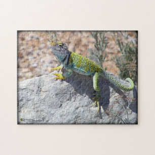Western Collared Lizard auf Rock Foto Puzzle