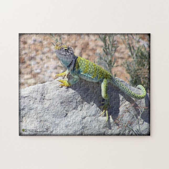 Western Collared Lizard auf Rock Foto Puzzle (Horizontal)