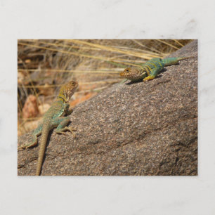 Western Collared Lizards in Colorado Postkarte