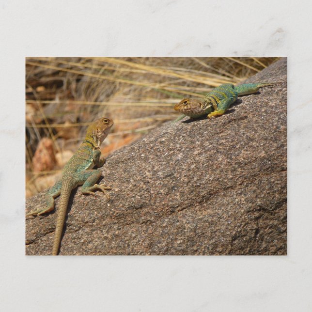 Western Collared Lizards in Colorado Postkarte (Vorderseite)