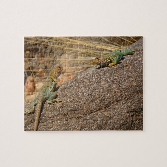 Western Collared Lizards in Colorado Puzzle (Horizontal)