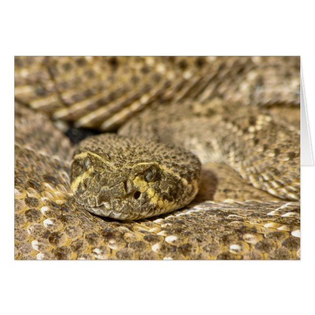 Western Diamondback Rattlesnake (Vorderseite (Horizontal))