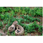 Western Diamondback Rattlesnake Freistehende Fotoskulptur<br><div class="desc">Western Diamondback RattlesnakeWestern Diamondback Rattlesnake. Animal Park hat dieses und viele andere großartige Produkte mit Tieren für alle Liebhaber von Haustieren und Tieren.</div>