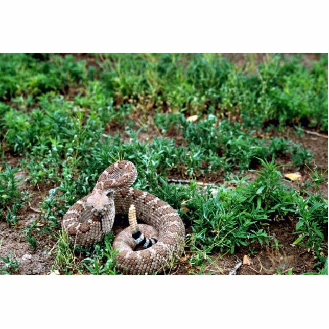 Western Diamondback Rattlesnake Freistehende Fotoskulptur (Vorne)