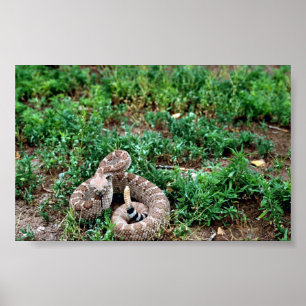 Western Diamondback Rattlesnake Poster