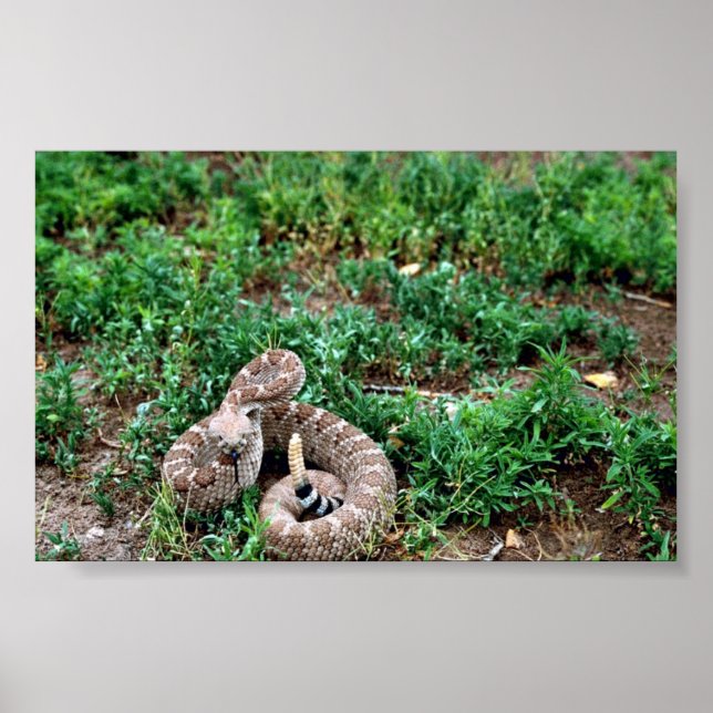 Western Diamondback Rattlesnake Poster (Vorne)