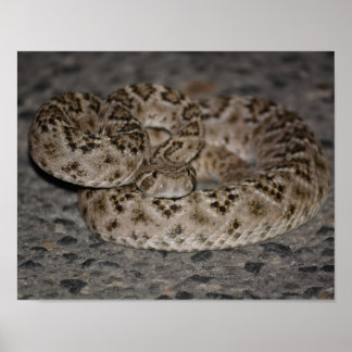 Western Diamondback Rattlesnake Poster