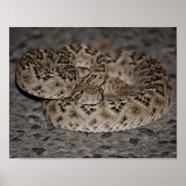 Western Diamondback Rattlesnake Poster (Vorne)