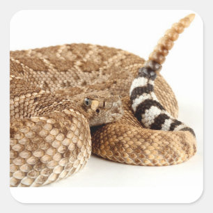 Western Diamondback Rattlesnake. Quadratischer Aufkleber