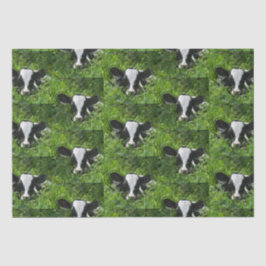 Western Farm Ranch Holstein Cala in Gras Seidenpapier