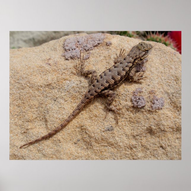 Western Fence Lizard Poster (Vorne)