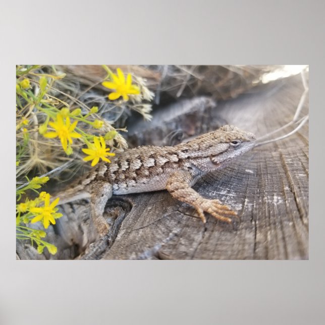 Western Fence Lizard Poster (Vorne)