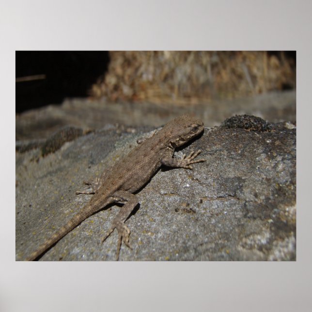 Western Fence Lizard Poster (Vorne)