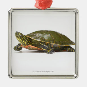 Western gemalte Schildkröte (Chrysemys picta Ornament Aus Metall
