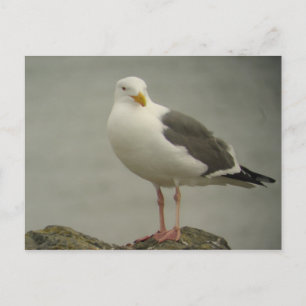 Western Gull Postcard Postkarte
