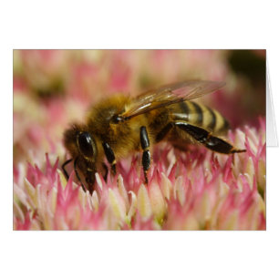 Western Honey Bee