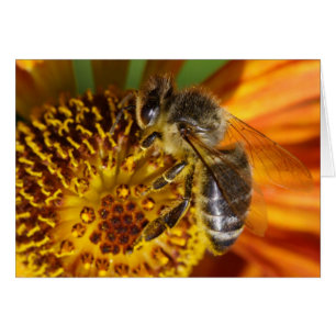 Western Honey Bee Macro