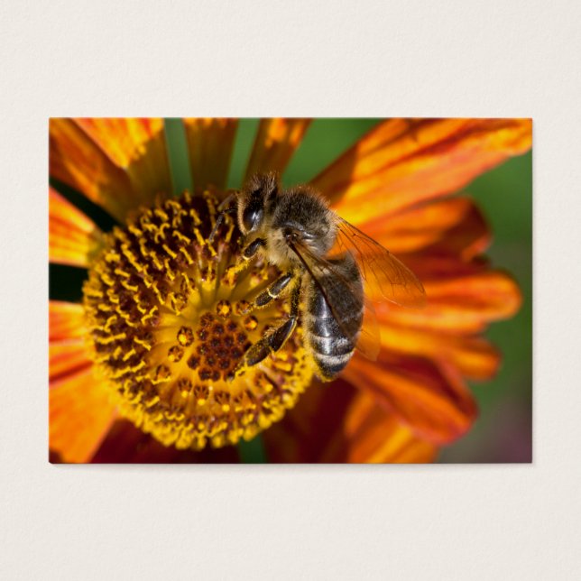 Western Honey Bee Macro Foto (Vorderseite)