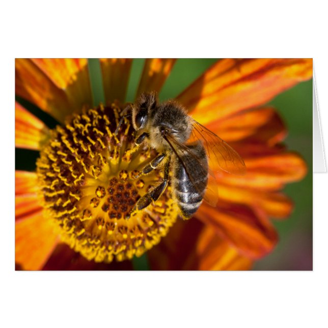 Western Honey Bee Macro Foto (Vorderseite (Horizontal))