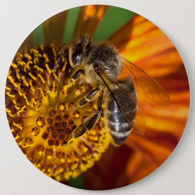 Western Honey Bee Macro Foto Button (Vorderseite)