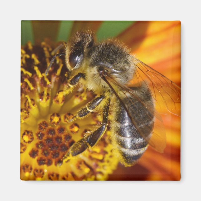 Western Honey Bee Macro Foto Magnet (Vorne)