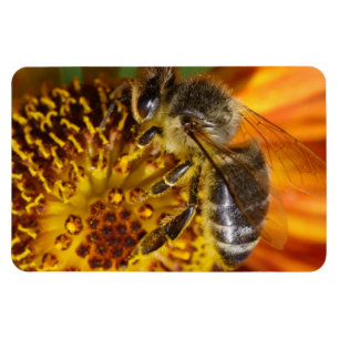 Western Honey Bee Macro Foto Magnet