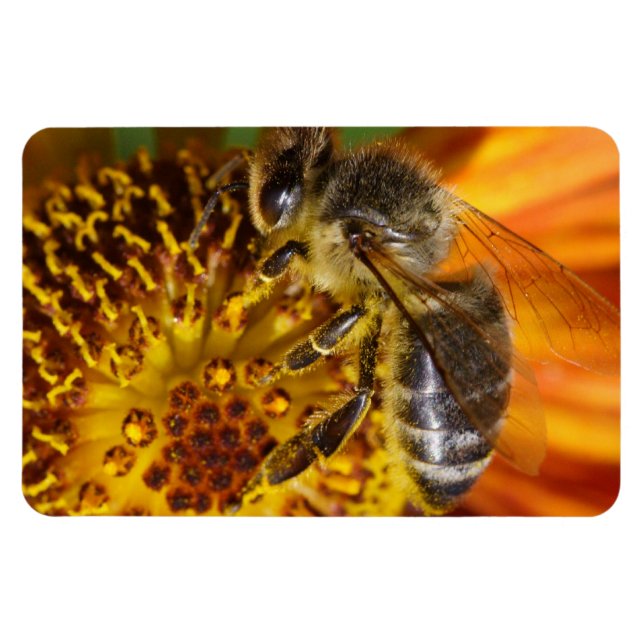Western Honey Bee Macro Foto Magnet (Horizontal)